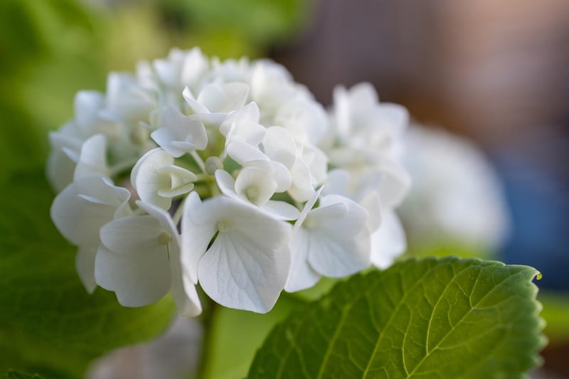 Decorative garden flowers