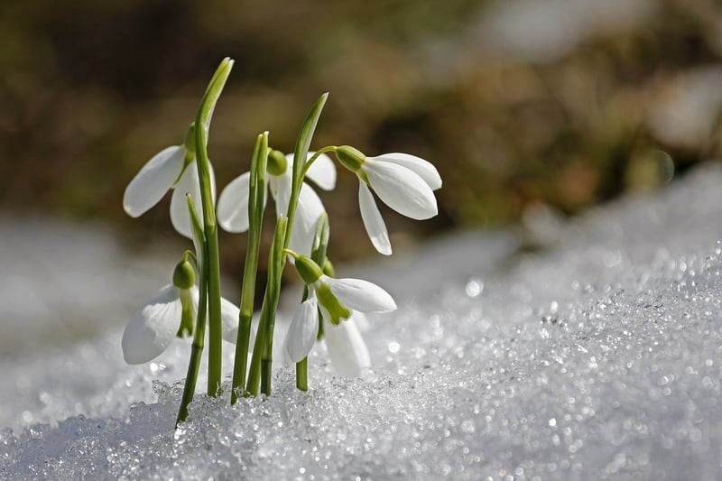 Winter garden with snowdrops