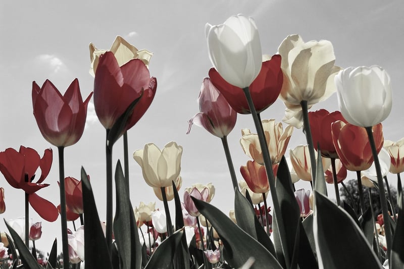Spring garden with tulips